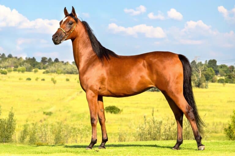 50 Shades of Bay Horses Colors, Traits, & Fun Facts!