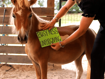 Horse rescue wilmington nc