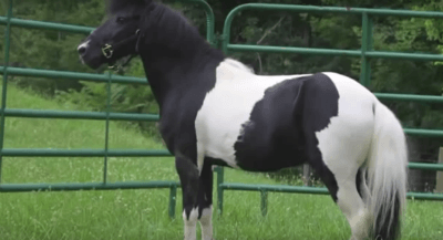 heart of phoenix horse rescue