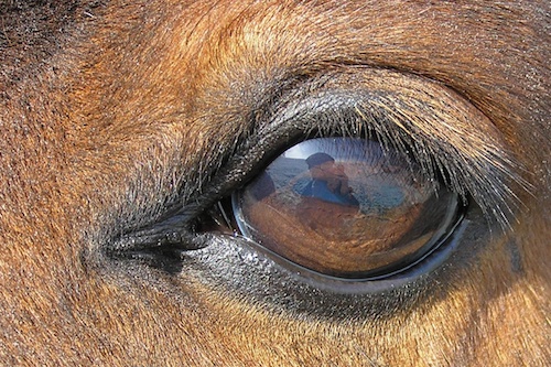 Horses have the largest eyes of any land animal.