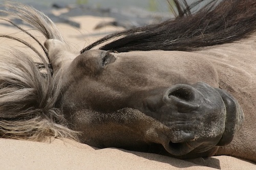 Horses can sleep lying down or standing up.