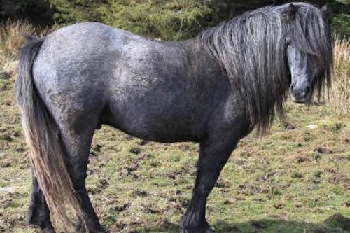 Przewalski’s horse is the only truly wild horse species