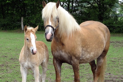 first cloned horse was a Haflinger mare in Italy in 2003