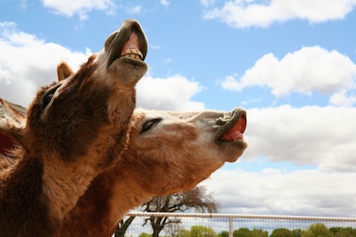 Horses Laughing