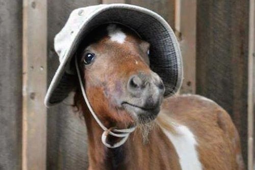 Horses with pink skin can get sunburn.