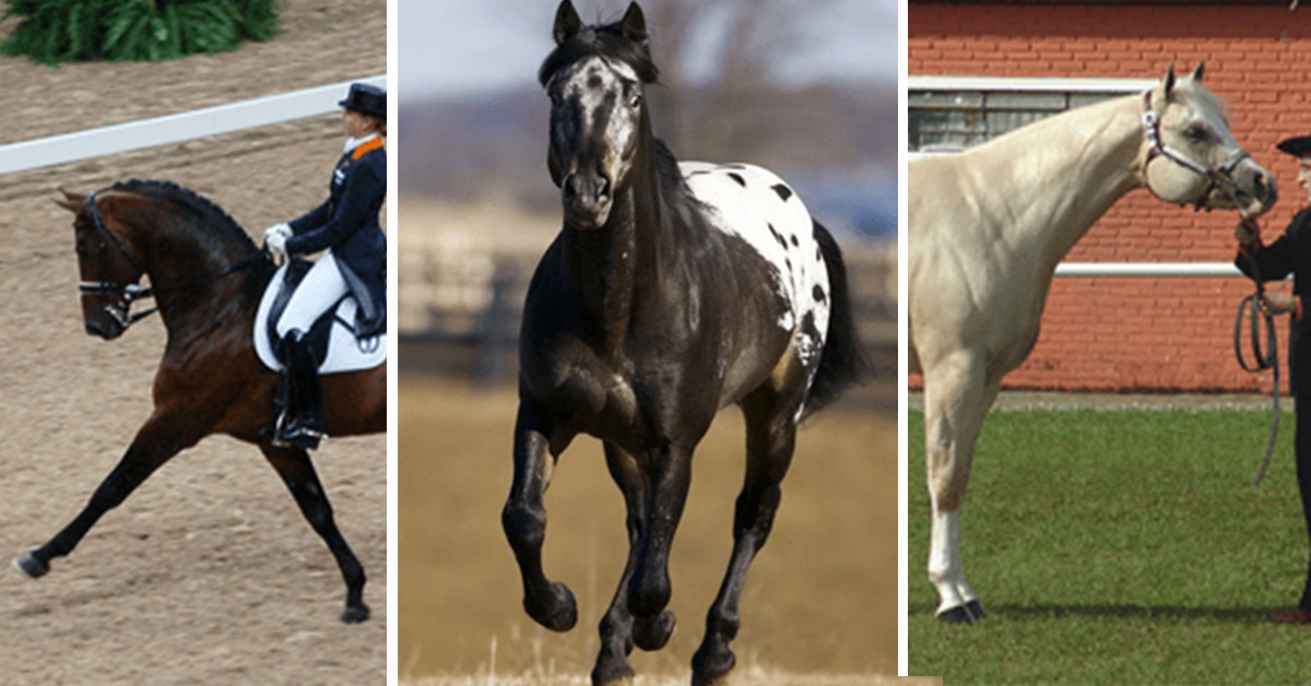 The Most Popular Horse Breeds in the United States Are…