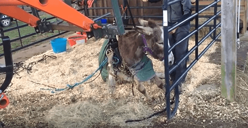 Ivy the donkey