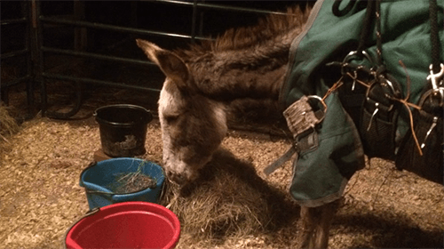 Ivy the donkey