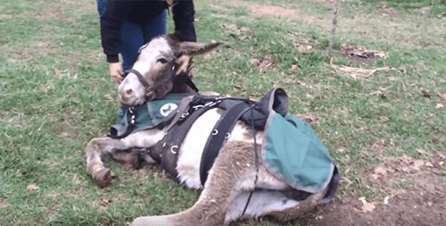 Ivy the donkey