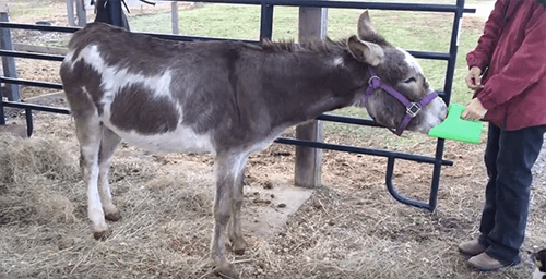 Ivy the donkey