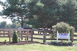 mid atlantic horse rescue