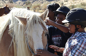 horse rescue