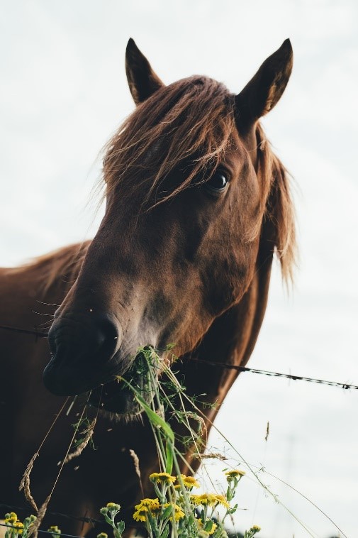 What Do Horses Enjoy Eating? 9 Best Treats for Horses!