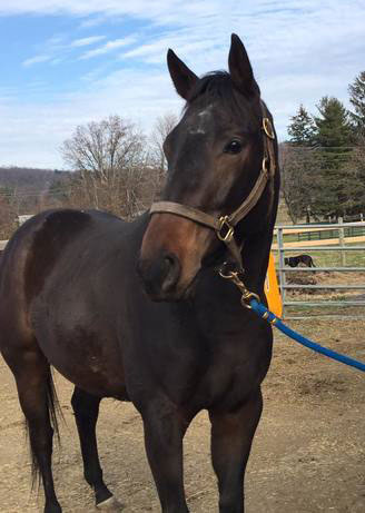Pa racehorse rehoming pennsylvania