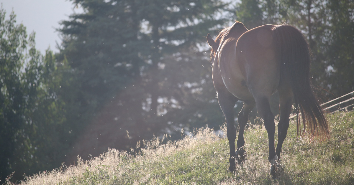 Tips and Tricks to Care for Your Horse’s Tail
