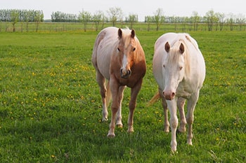 horse rescue canada