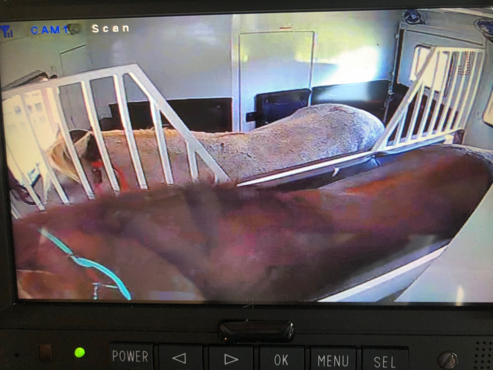 Horses inside of a Double D Trailer being viewed on a RanchCams horse trailer camera system