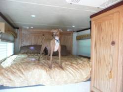 horse trailer for dog