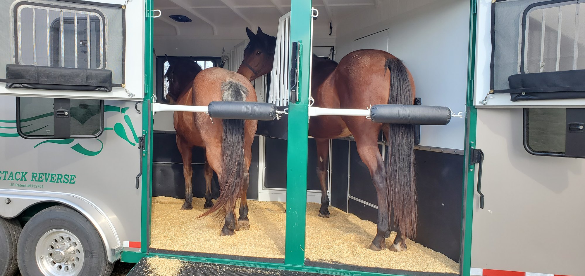 Two horses loaded and standing calmly in a Double D SafeTack Reverse trailer