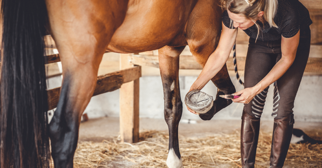 A horse hoof being treated.