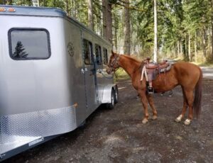 A horse standing outside of a Double D Trailer