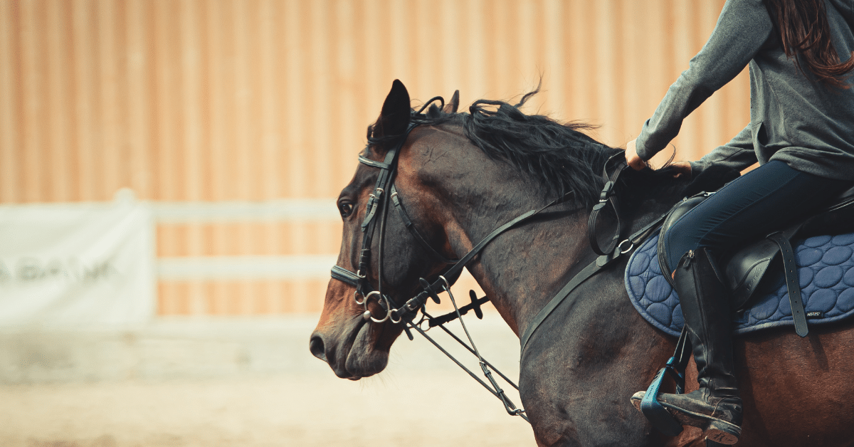 Equestrian Goals and Aspirations for 2024 - Double D Trailers