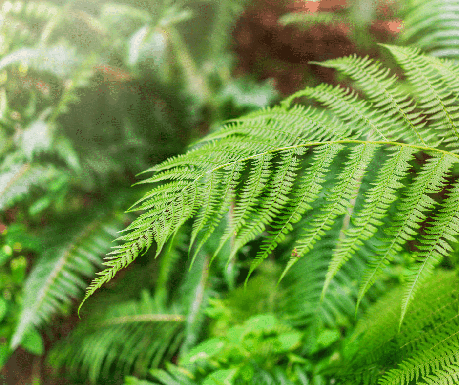 15 Plants Toxic to Horses Every Horse Owner Should Know