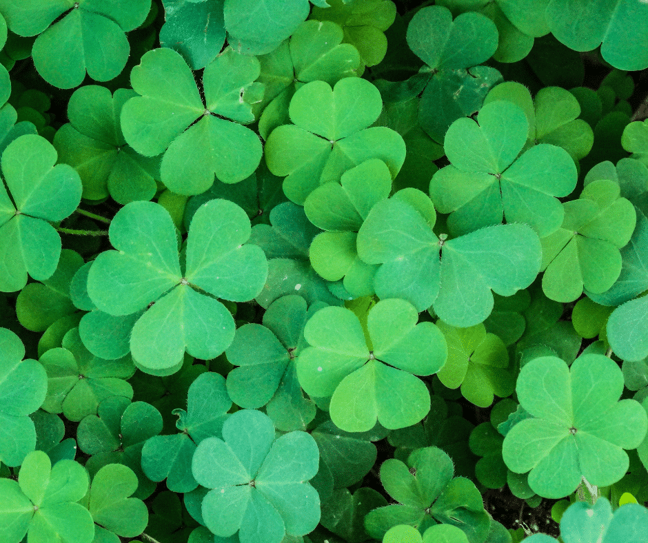 15 Plants Toxic to Horses Every Horse Owner Should Know