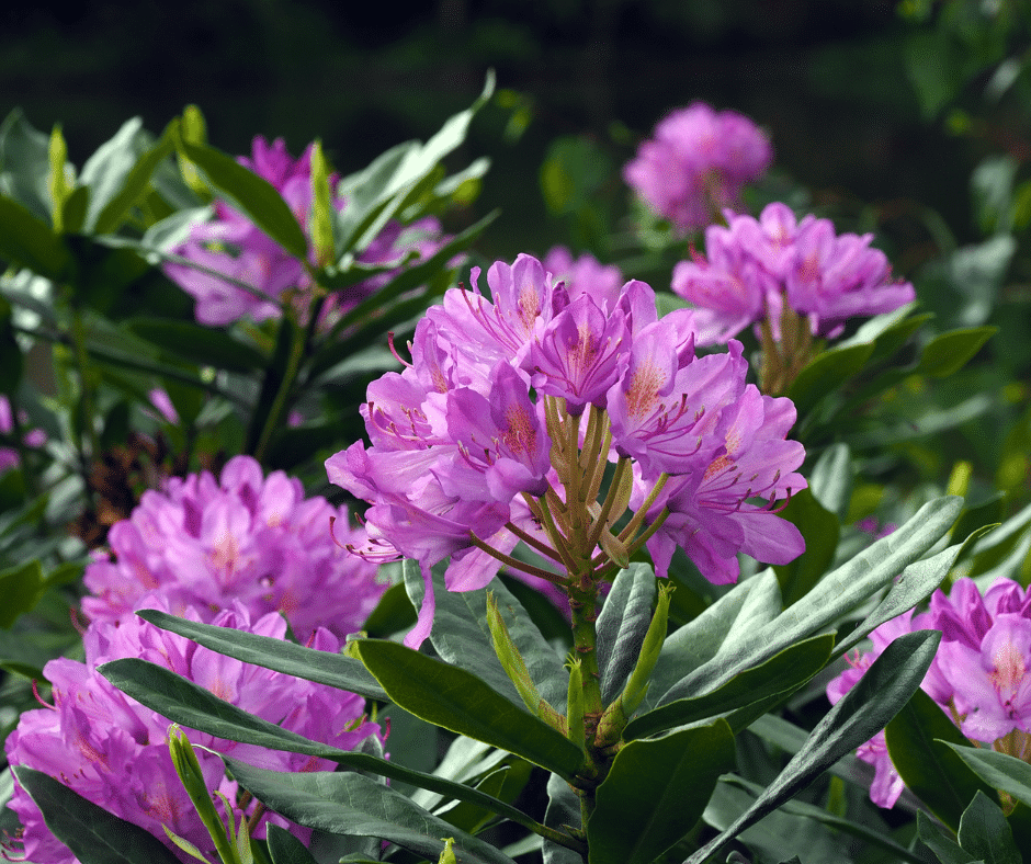 15 Plants Toxic to Horses Every Horse Owner Should Know
