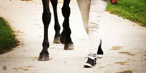 Racehorse owner
