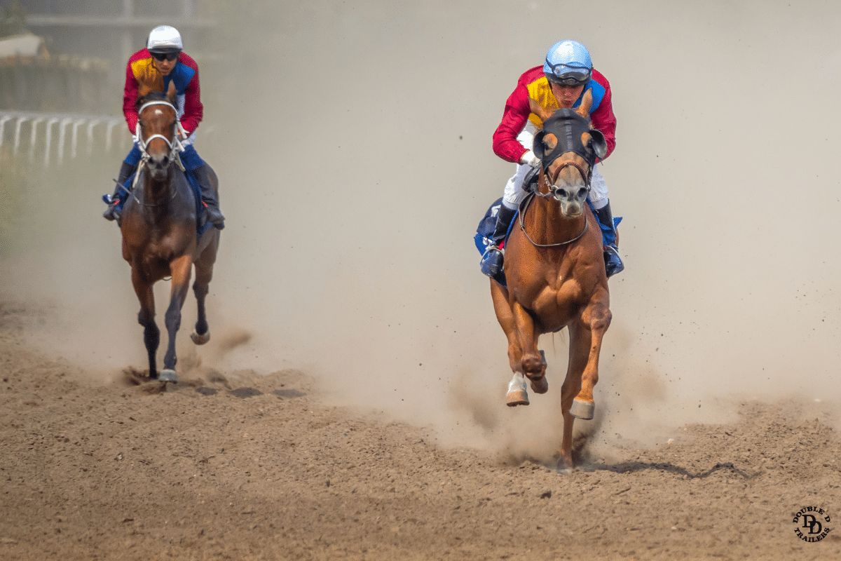 Racehorses on the track