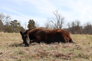 A brown horse laying down in a field.