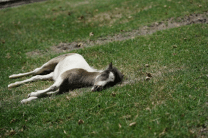 A horse lying on its side in a grass field