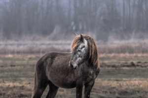 A small horse standing in a field