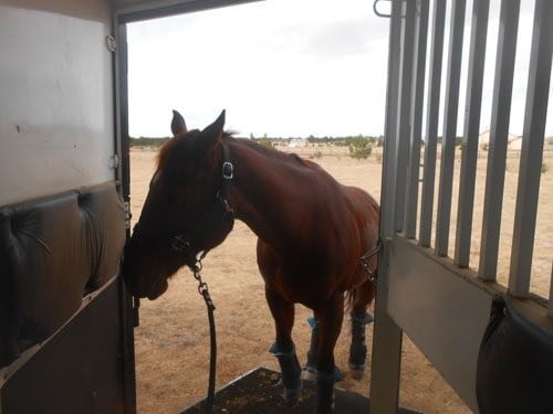 A horse loading onto the side ramp of a horse trailer 