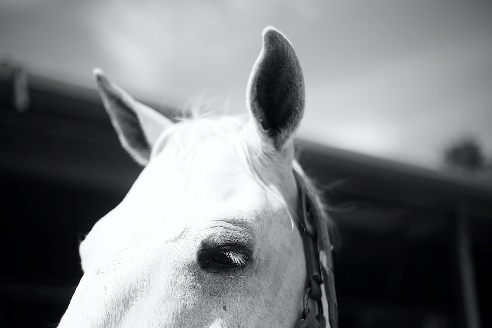 a black and white photo of a horse's head, focusing on their ears