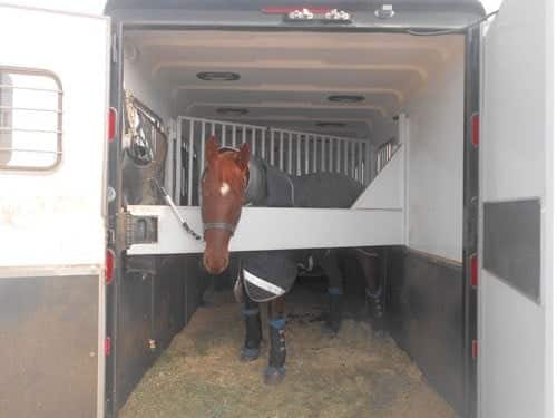 A horse inside of a horse trailer standing in the reverse facing position. 