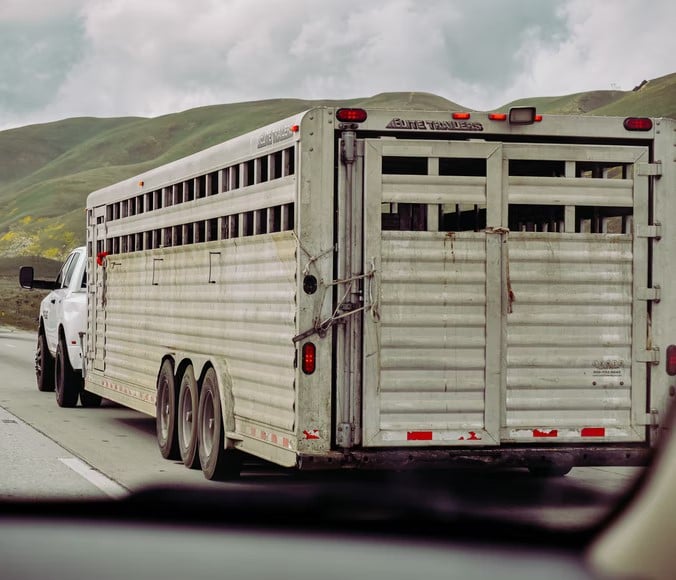 An older horse trailer that is cheaply made.