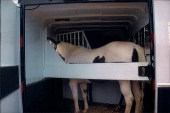 A horse standing inside of a Double D Trailers slant load model. 