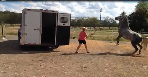 A horse with trailer anxiety. 