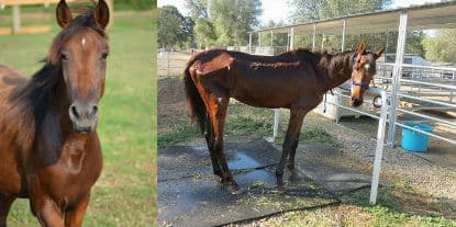 Rescue Horse