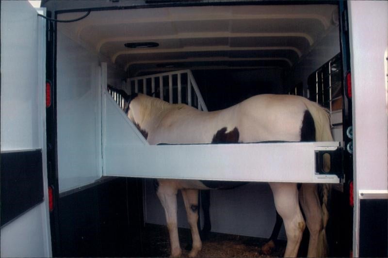 A horse standing inside of a slant load horse trailer 