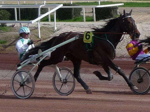 harness racing