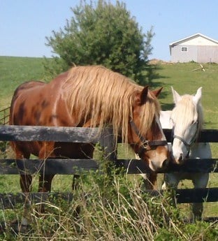 Draft Horses