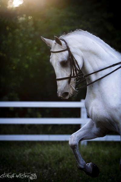 horse photography tips - correct lighting