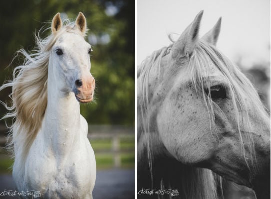 horse photography tips - stallion
