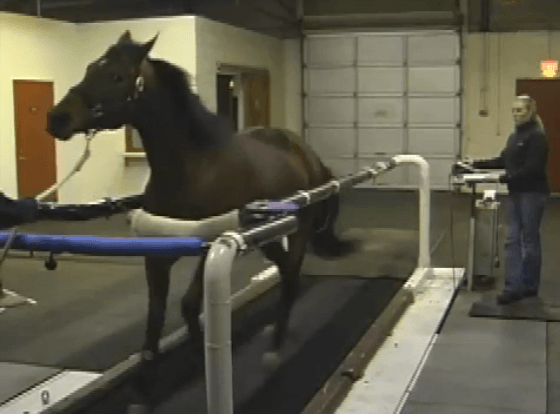Cornell horse treadmill