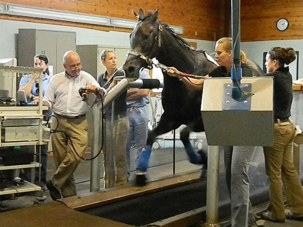 New Bolton Horse Treadmill