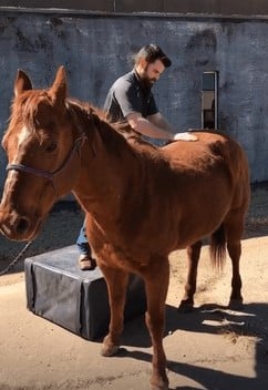 horse chiropractor Dr. Joren Whitley 