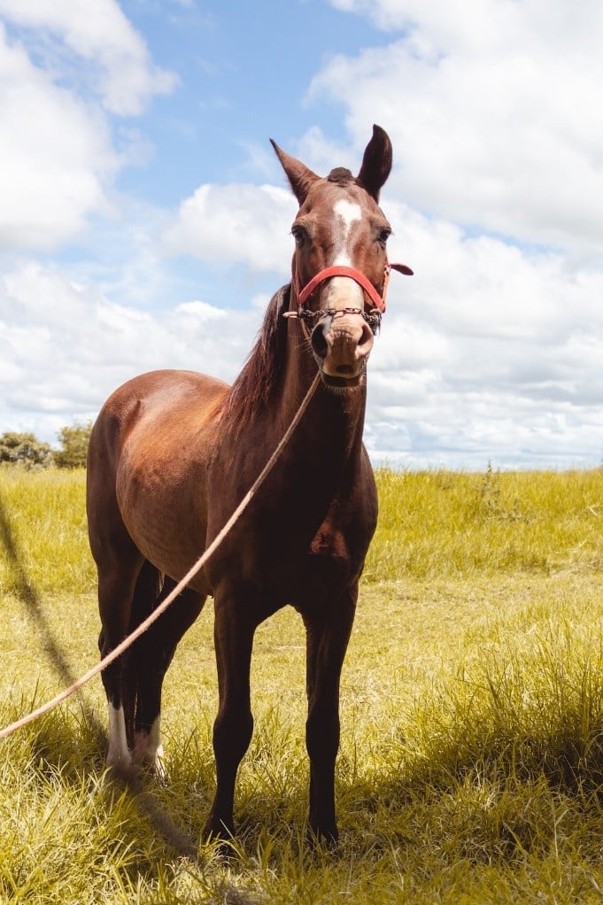 a photo of a brown horse standing in a grass field